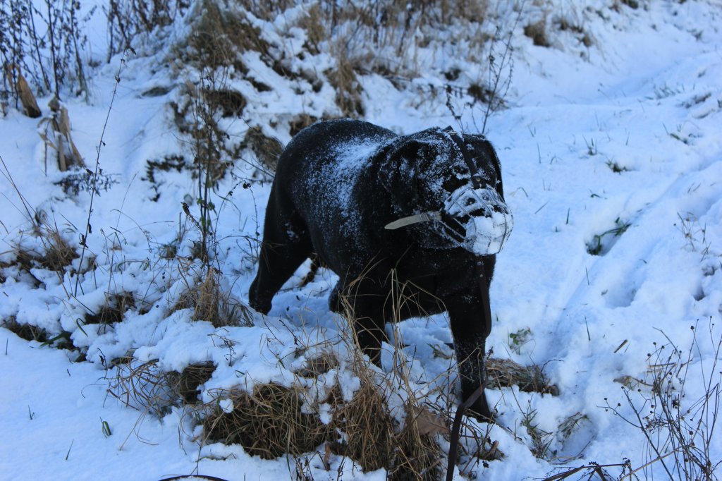 Darf ich mich Vorstellen: Mein Name ist Prinz und ich Bin ein Schferhund Labrador Mischling. Ich Spiele Gerne im Schnee wie Ihr Sehen knnt und bin unhflich zu Anderen Hunden. Aber Zu Hause bin ich die Unschuld in Person, also nix Bses Denken von mir.