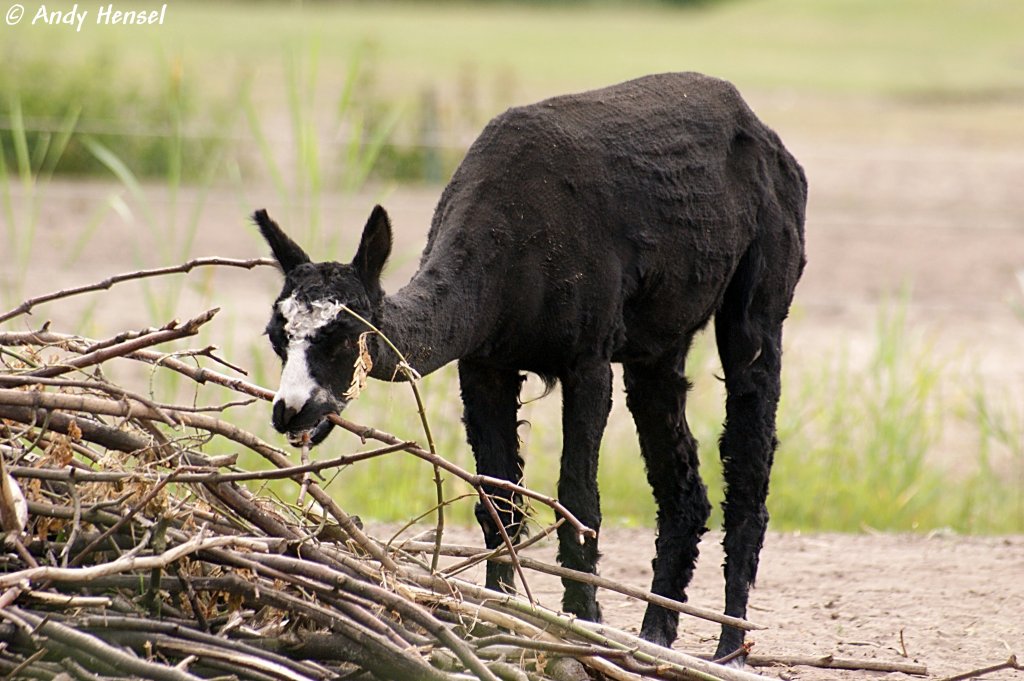 Das Alpaka (Lama pacos), auch Pako genannt.