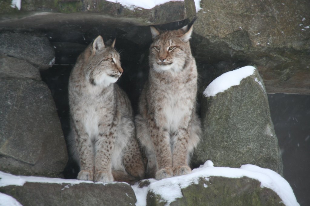 Das Altai-Luchs Mnnchen (Lynx lynx wardi) wird vom Weibchen angeschmachtet. Tierpark Berlin am 9.1.2010.
 
