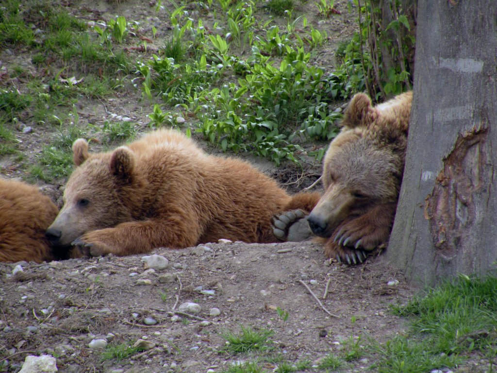 Das Berner Wappentier, der Baer ind neuen Baerenpark and der Aare in Bern. Die Aufnahme stammt vom 14.04.2011.