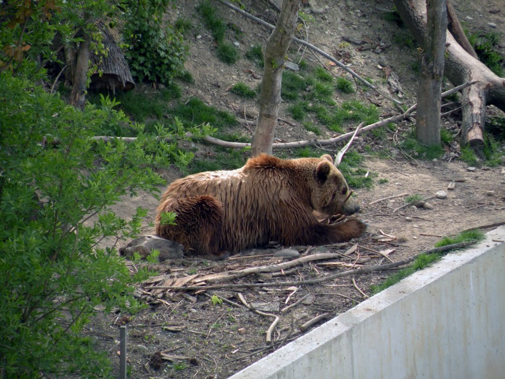 Das Berner Wappentier, der Baer ind neuen Baerenpark and der Aare in Bern. Die Aufnahme stammt vom 14.04.2011.