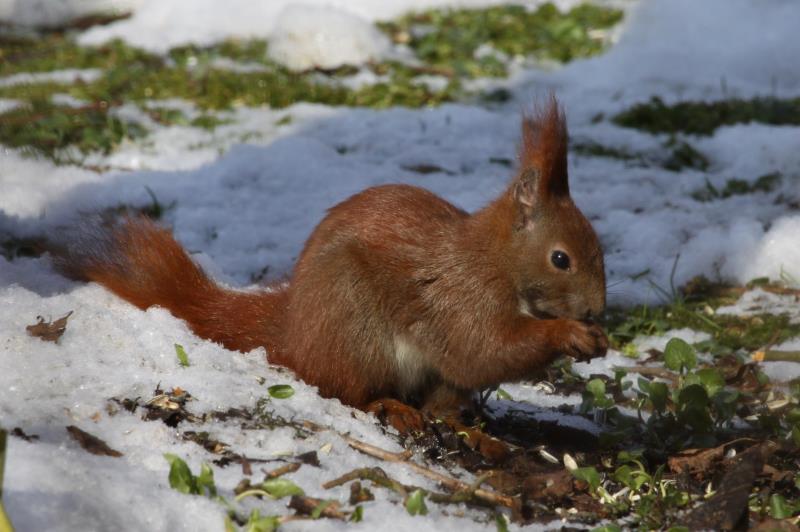 Das Eichhrchen in unserem Garten.