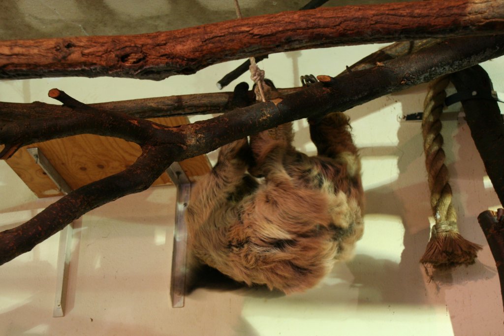 Das Eigentliche Zweifingerfaultier oder Unau (Choloepus didactylus) kommt aus dem nrdlichen Sdamerika. Im Zoo Dresden kann es sich ber ste frei im Haus bewegen. Dresden, 7.12.2009.
