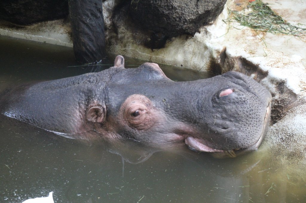 Das Flusspferd (Hippopotamus amphibius) liegt entspannt im Wasser. Zoo Karlsruhe am 9.2.2010.