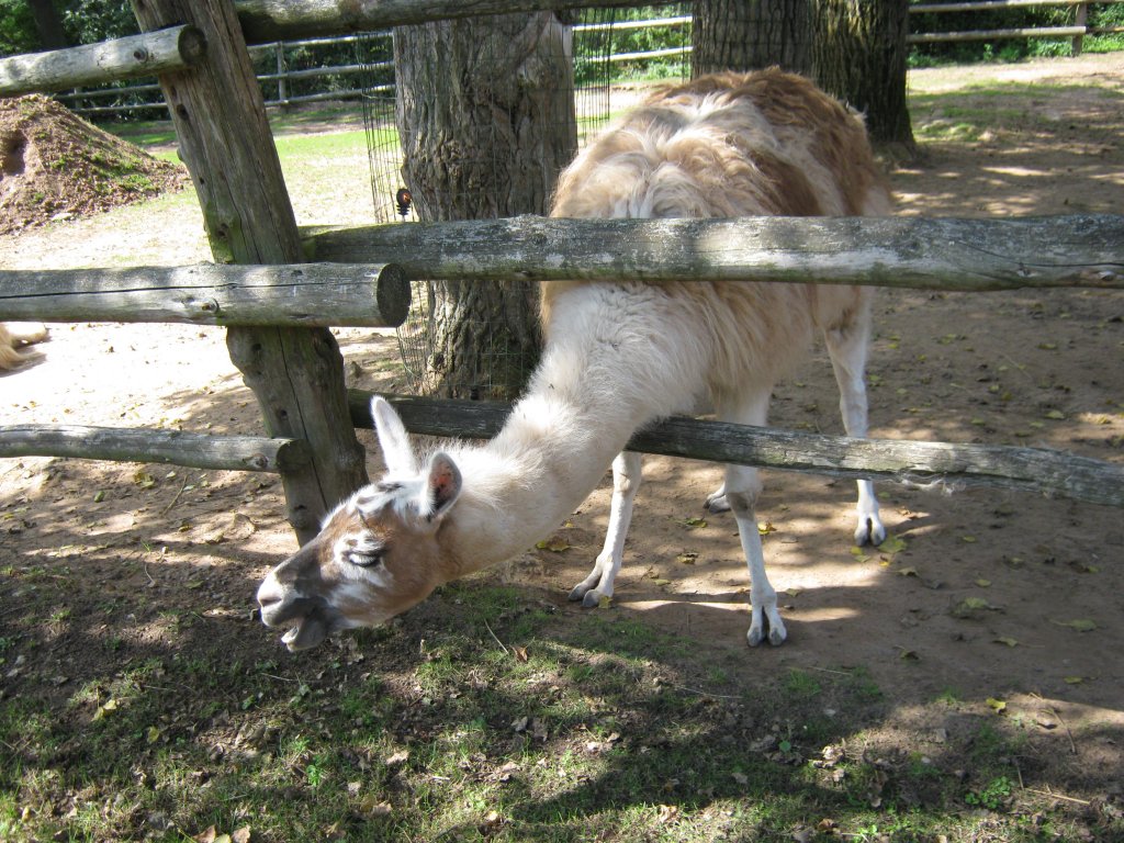 Das Foto zeigt ein Lama. Aufgenommen wurde das Bild beim Tag der offenen Tr im Saarbrcker Zoo am 12.09.2010.