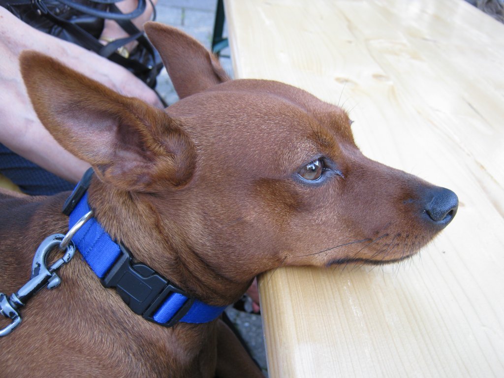 Das Foto zeigt den Hund eines Freundes von mir. Aufgenommen habe ich das Foto am Tag der offenen Tr im Saarbrcker Zoo.