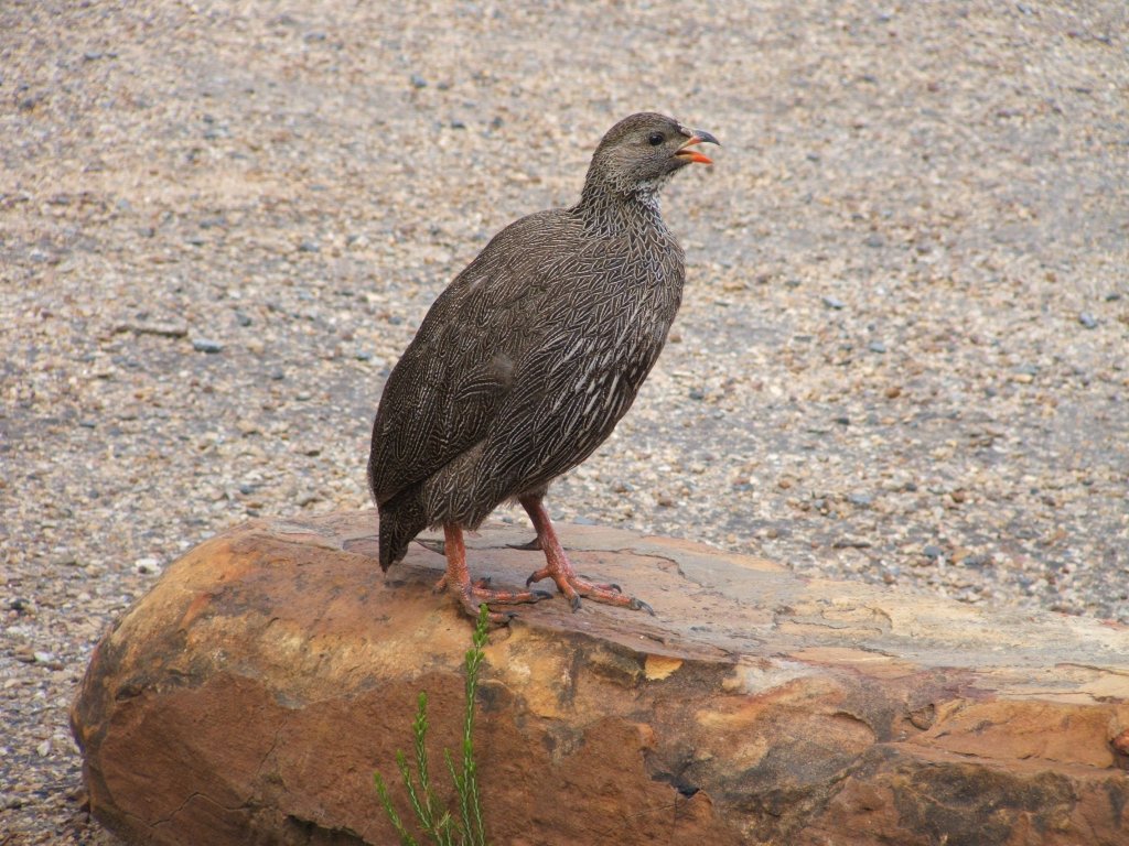 Das Francolin ist eine Wildhuhn-Art in der Kapgegend. Western Cape, Suedafrika.