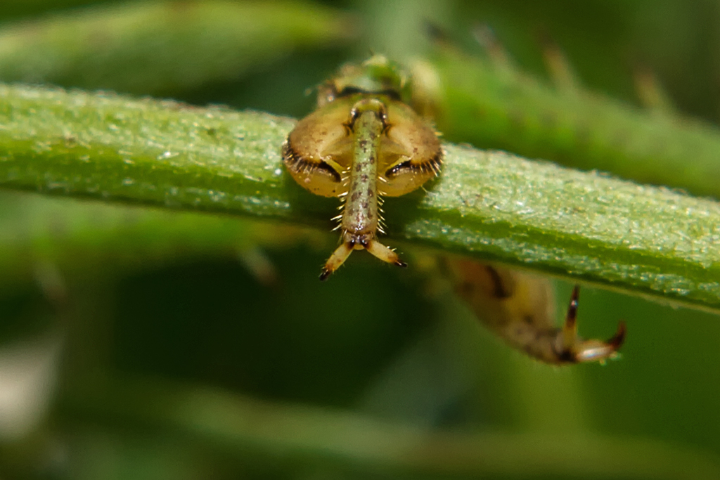 Das Fusswerkzeug des Grnen Heupferdchen ist trittsicher auf allen Oberflchen. - August 2012