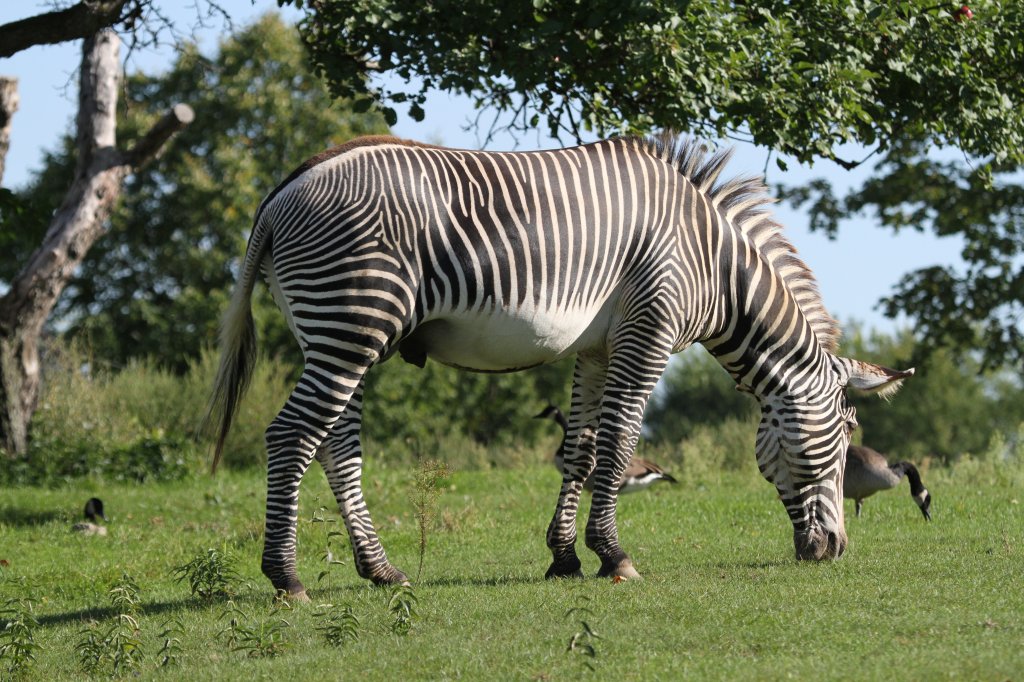 Das Grevyzebra (Equus grevyi) ist dei grte Zebraart. Hier ist ein einsamer Hengst mit ein paar zugeflogenen Kanadagnsen auf der Weide.
Toronto Zoo am 13.9.2010.