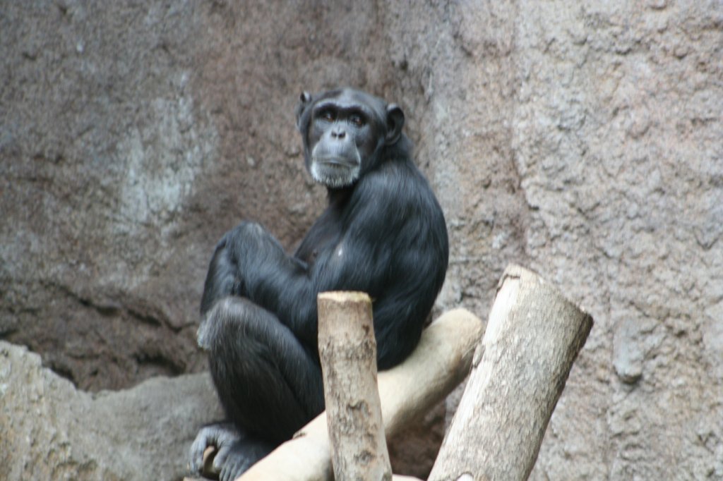 Das hier muss ein Mnnchen sein, der hat einen Bart! Bonobo im Pongoland am 14.09.2008 in Leipzig. 

