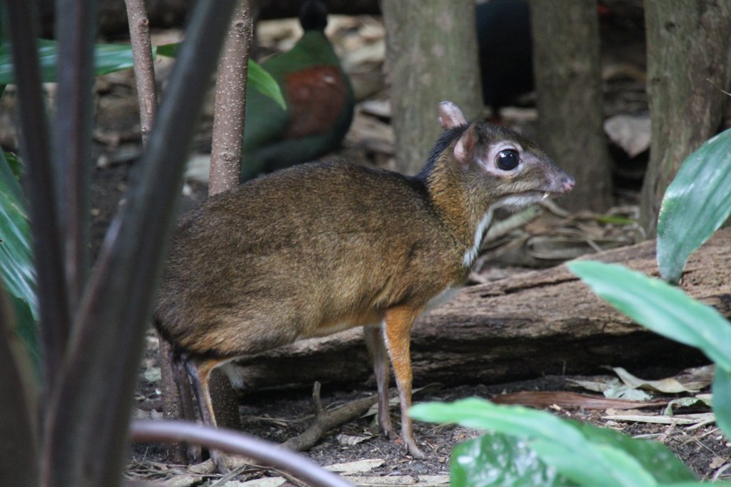 Das Kleinkantschil (Tragulus javanicus) ist ein aus Sdostasien stammendes nachtaktives Hirschferkel, bei dem die Mnnchen Hauer besitzen. Zoo Berlin am 11.3.2010.