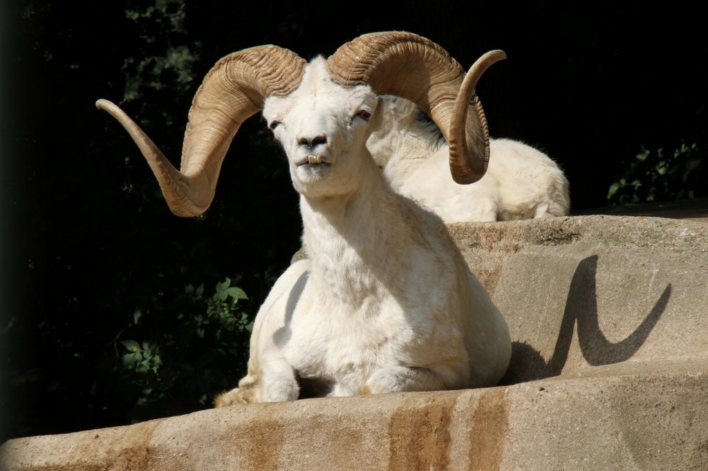 Das Mnnliche Dall-Schaf (Ovis dalli) scheint ein paar Zahnprobleme zu haben. Zoo Leipzig am 26.6.2010.
