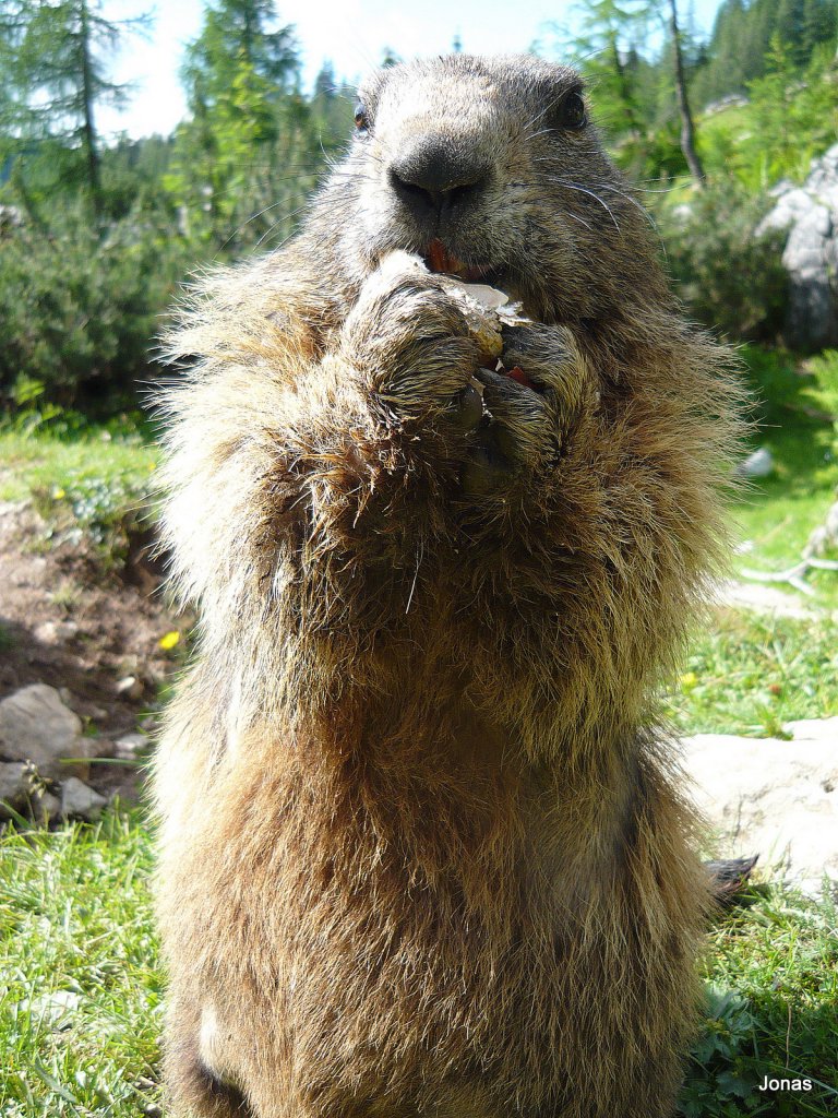 Das Murmeltier ist gerade beim fressen einer Erdnuss beschftigt

--------------------------------------------------------------------------
Mehr Bilder von Tieren? dann http://jonas-landschaftsbilder.startbilder.de