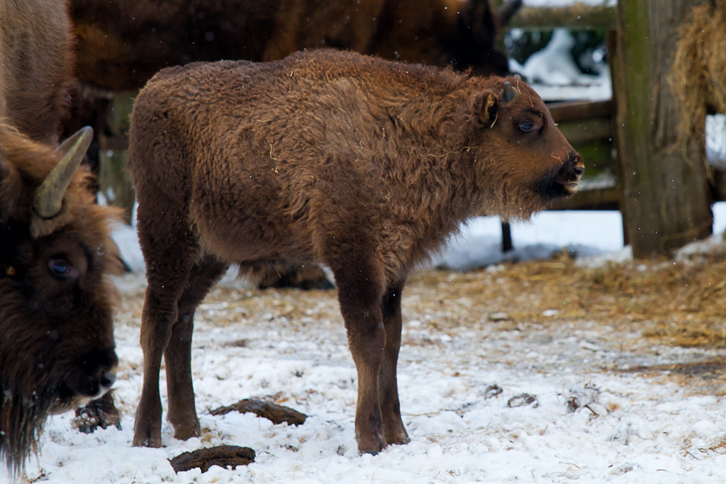 Das Nesthkchen im Wisent Gehege Dargen. - 16.01.2013