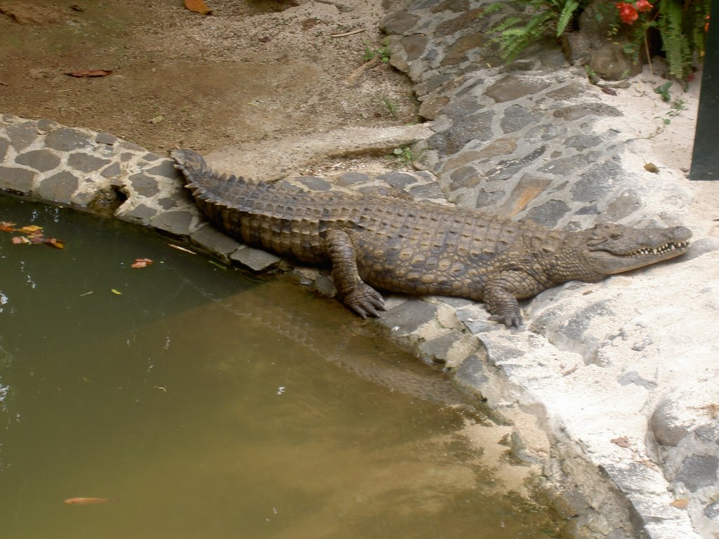 Das Nilkrokodil hat sich den Uferrand als Kopfsttze ausgesucht. Park La Vanille auf Mauritius.
