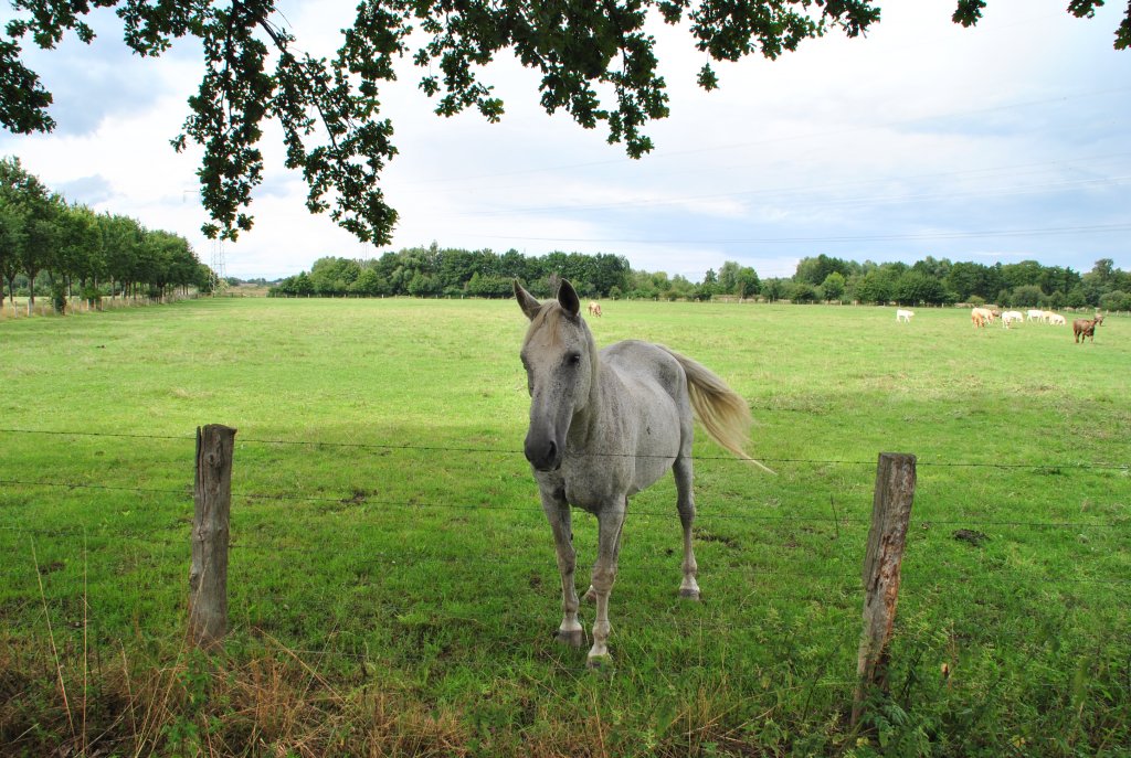 Das Pferd will wohl ein Star werden? Aufanhme von 16.08.2010