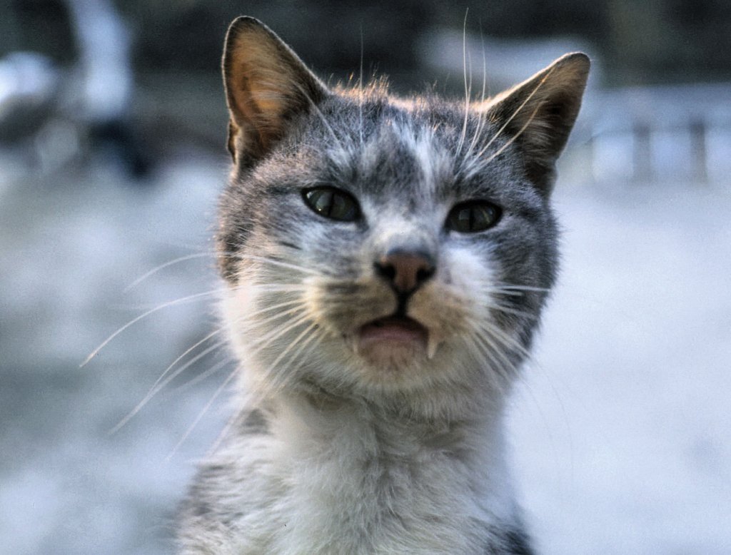 Das ist  Raffzahn  oder auch  Vampirkatze . Spitznamen dank seiner mchtigen  Reizhne  - Uraltbild aus den 60iger Jahren - Scan vom Dia 