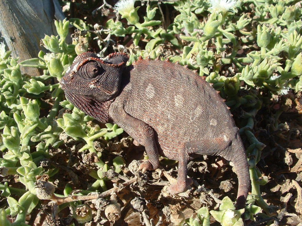 Das Riesenchamaeleon lebt in den Duenen der Namib in Namibia. 