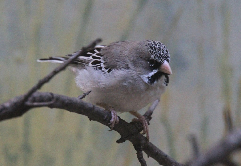 Das Schnurrbrtchen (Sporopipes squamifrons) ist ein 10 cm groer Webervogel, der aus dem sdlichen Afrika. Zoo Berlin am 25.2.2010.