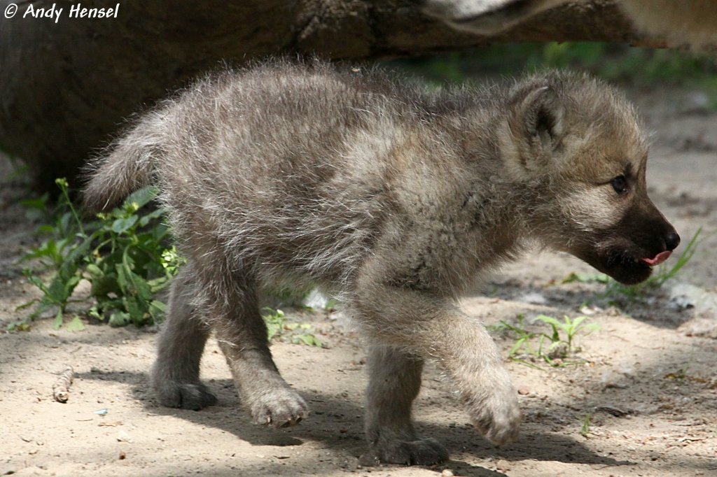 Das soll mal einer werden.....Kanadischer Wolf (Polarwolf)