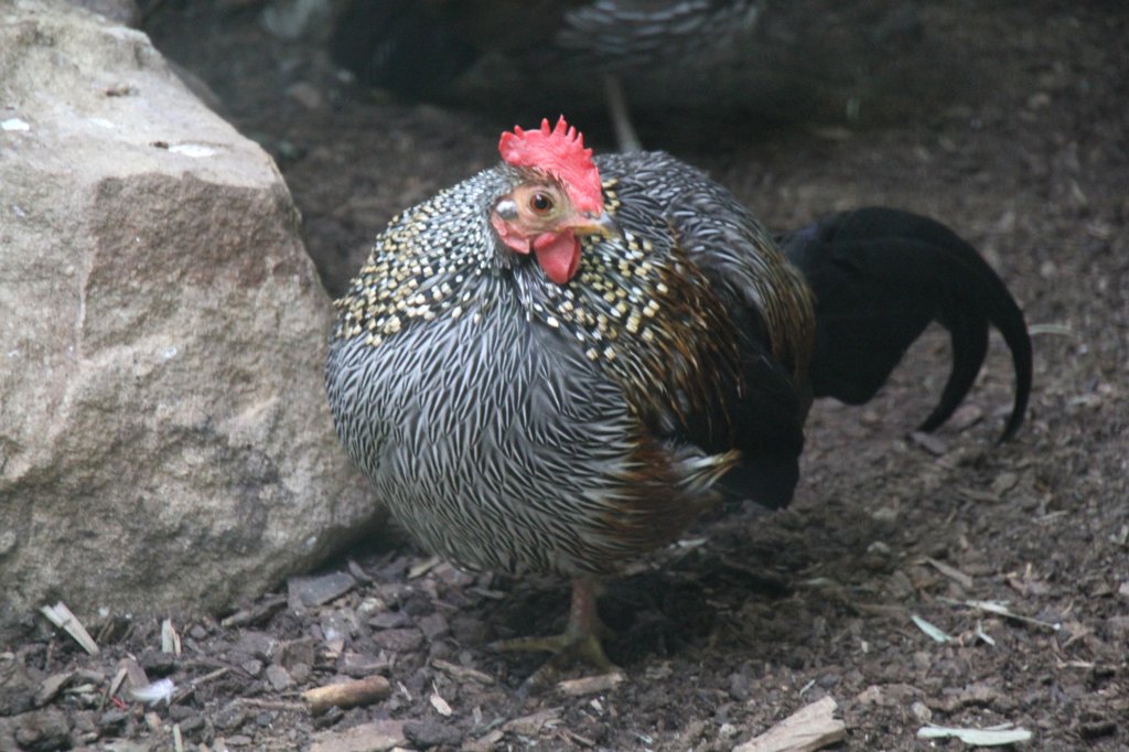 Das Sonnerat-Huhn (Gallus sonneratii) ist eine Kammhunhnart, welche in Indien vorkommt. Zoo Berlin am 25.2.2010.
