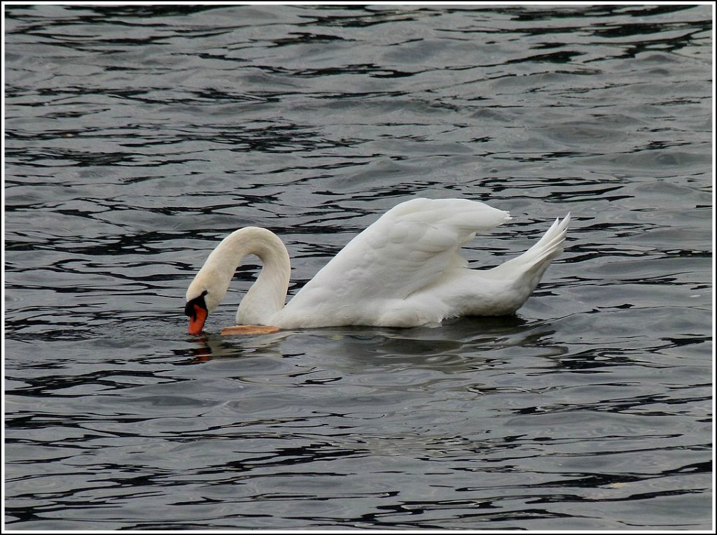 Das Stck Brot, welches an diesem Schwan vorbei schwimmt, scheint diesen nicht sonderlich zu interessieren.  Strasbourg, 30.10.11 (Jeanny)