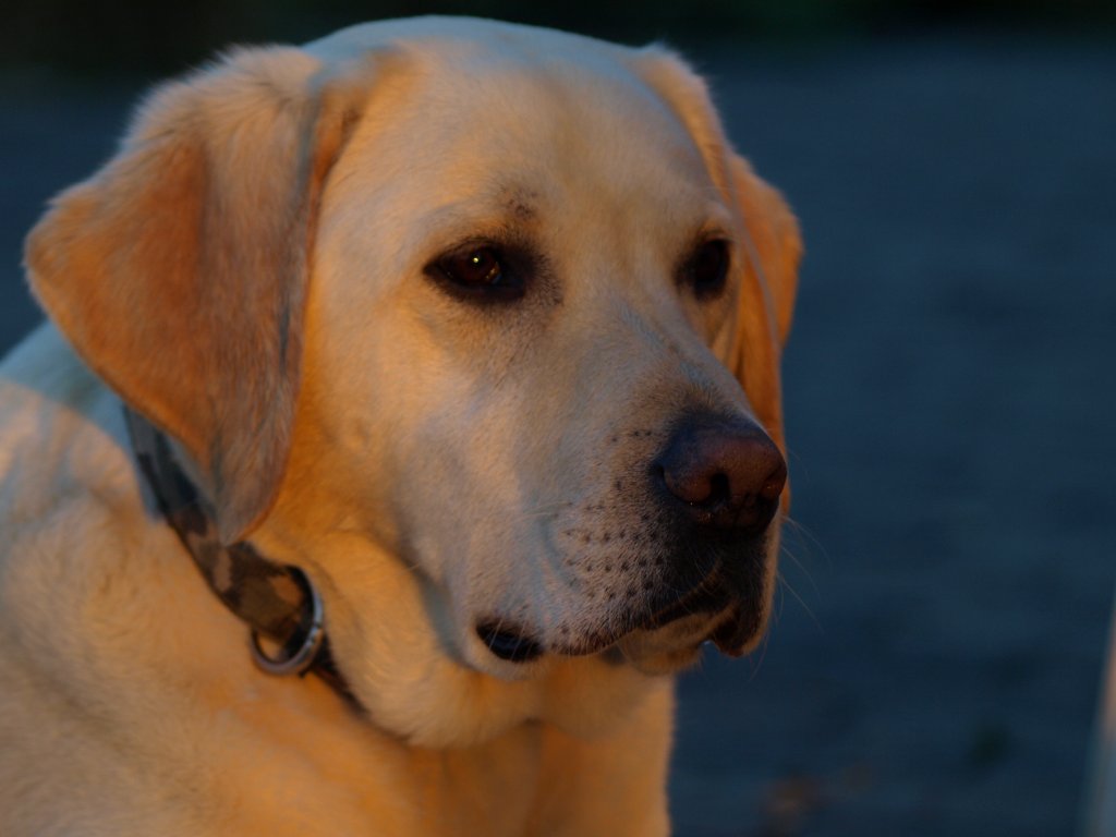 Das ist Tom ein blonder Labrador
