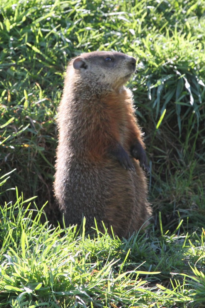 Das Waldmurmeltier (Marmota monax) mu sich erst noch einen besserern berblick verschaffen. Quebec City am 17.9.2010.