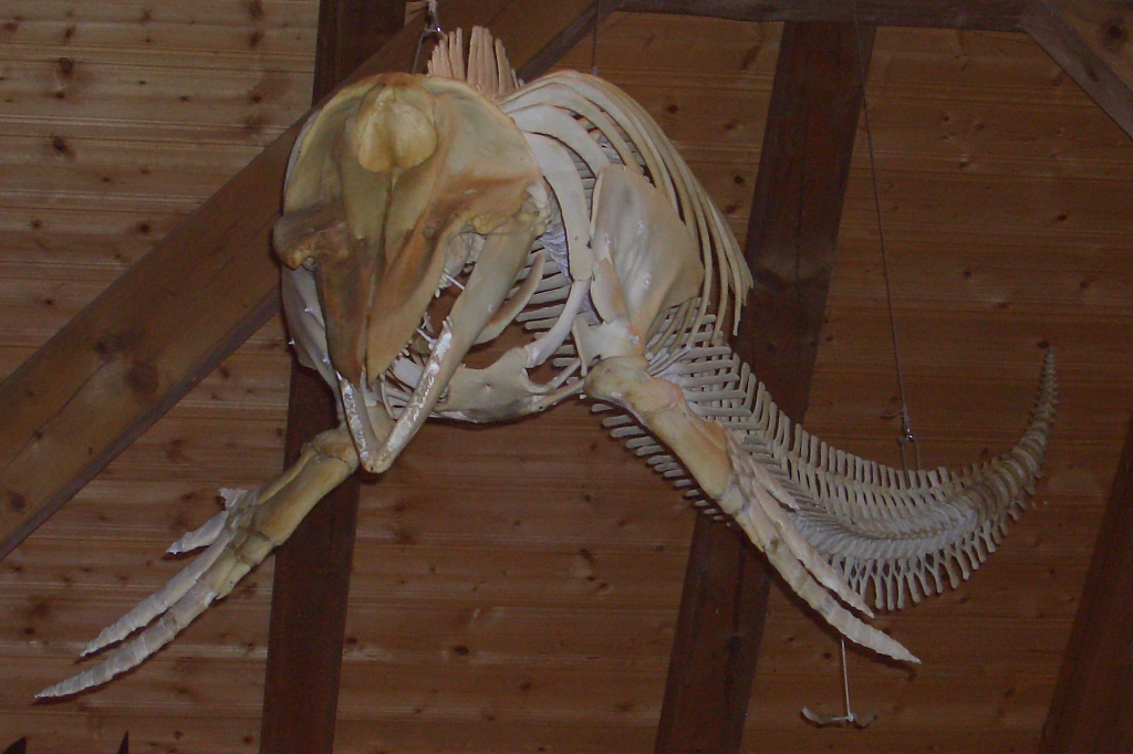 Das war mal ein Wal (unbekannt welche Art), jetzt hängt er an der Decke des Heimatmuseums auf Borkum (07.08.07)