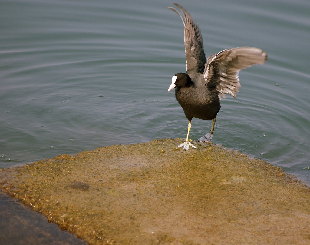  Das Wasser ist noch ein wenig kalt, findet auch dieses Teichhuhn und kommt schnell wieder heraus.
(16.04.2010)