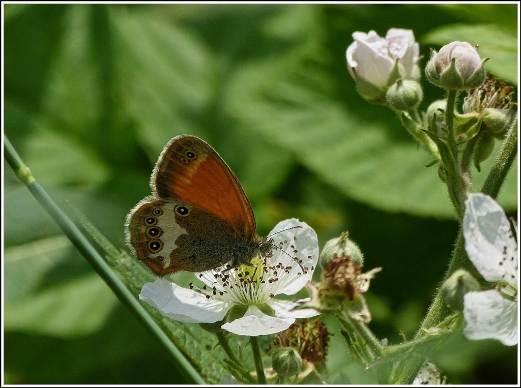 Das weibindige Wiesenvgelchen (Coenonympha arcania) zeigte mir nur die Flgelunterseite am 04.07.2012. (Hans)