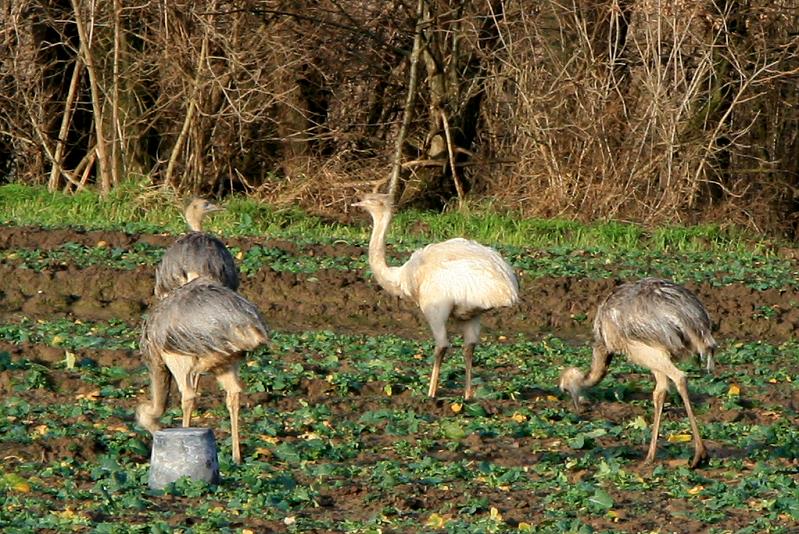 Das weie Nandu inmitten seiner grauen Geschwister; 29.12.2011