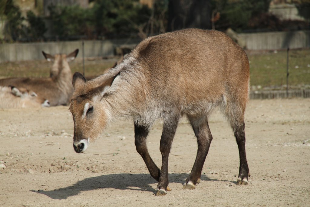 Defassa-Wasserbock (Kobus ellipsiprymnus defassa) am 11.3.2010 im Zoo Berlin.