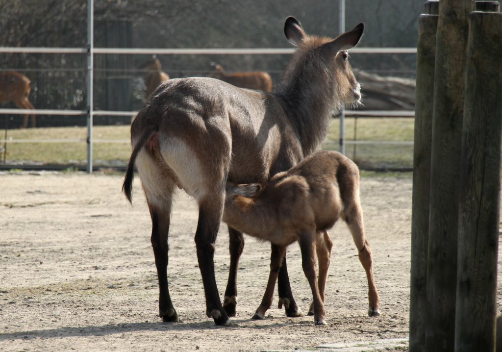 Defassa-Wasserbock (Kobus ellipsiprymnus defassa) am 11.3.2010 im Zoo Berlin.