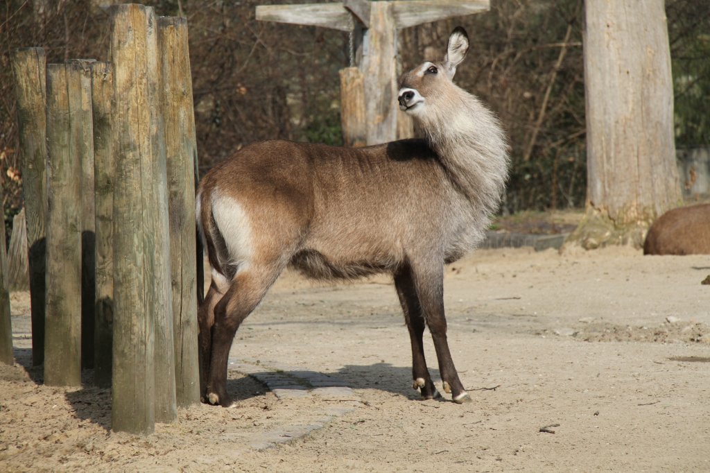 Defassa-Wasserbock (Kobus ellipsiprymnus defassa) beim Kratzen. Zoo Berlin am 11.3.2010.