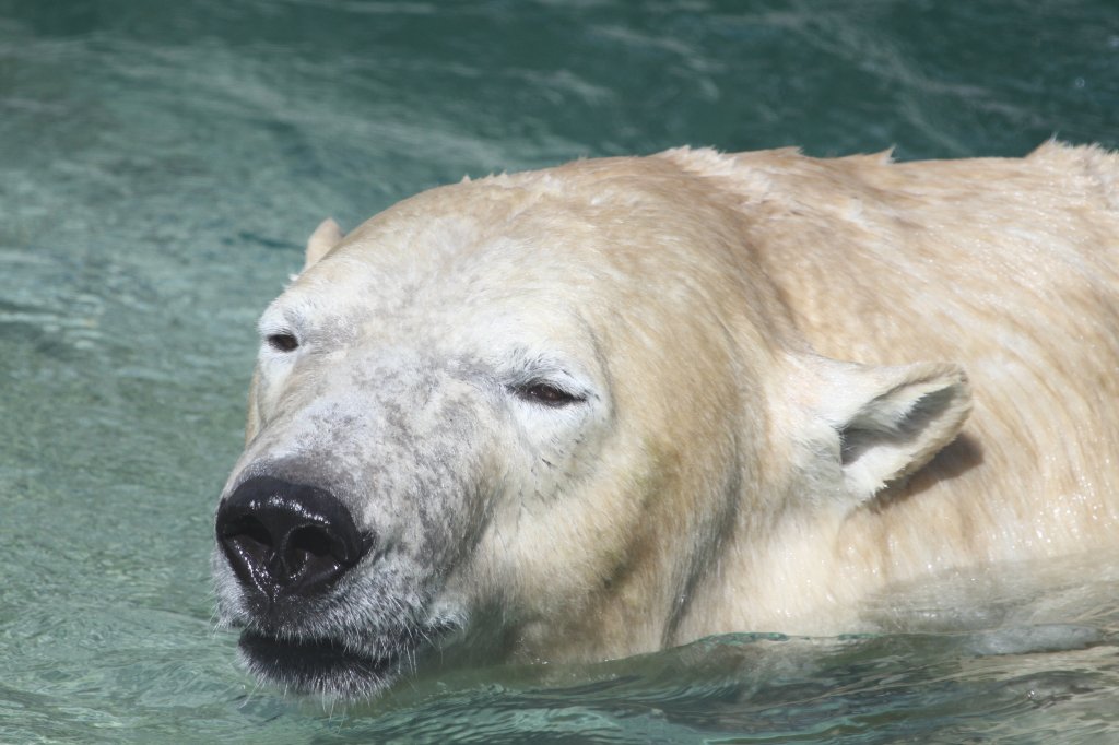 Dem Eisbren scheint das Schwimmen spass zu machen. Zoo Toronto am 13.9.2010.