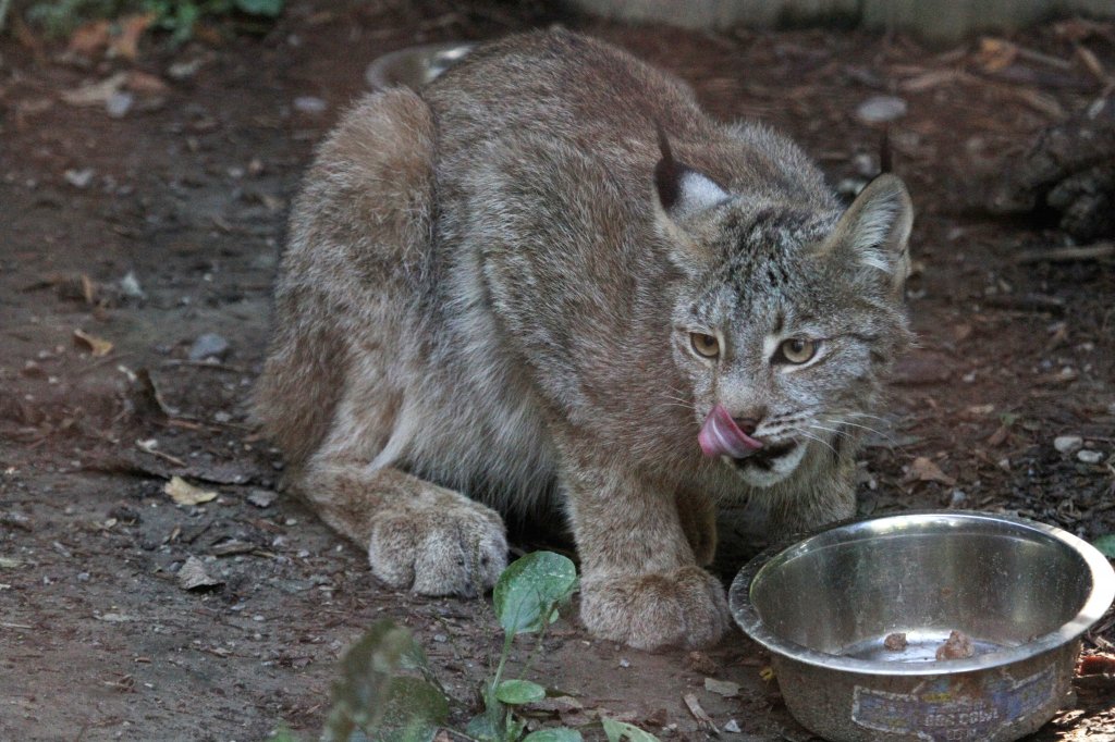 Dem Kanadischen Luchs (Lynx canadensis) scheint es geschmeckt zu haben. Toronto Zoo am 13.9.2010.