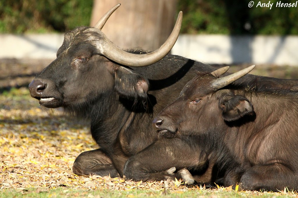 Der Afrikanische Bffel oder Kaffernbffel ist eine ber weite Teile Afrikas verbreitete Art der Rinder.