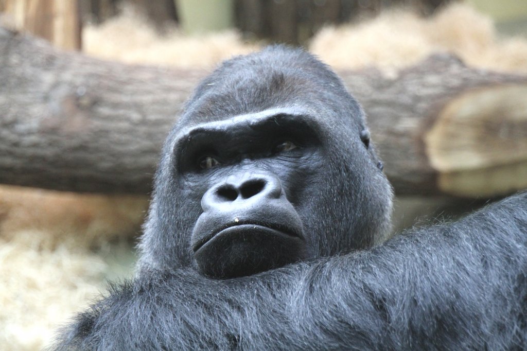 Der Blick von Ivo, einem westlichen Flachland-Gorilla. Zoo Berlin am 11.3.2010.