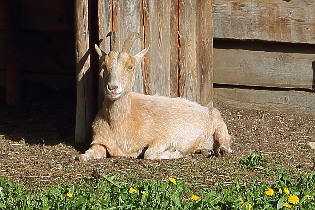 Der Bock hat zum Laufen kein Bock...

Steppach bei Neus, 28.4.12