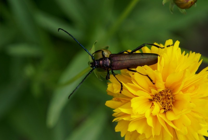 Der Bockkfer auch Moschusbock genannt. Die mnnlichen werden bis zu 25mm gro. Vertreten sind sie in ganz Europa.
Dieses Foto habe ich in Meck.-Pom. geschossen.