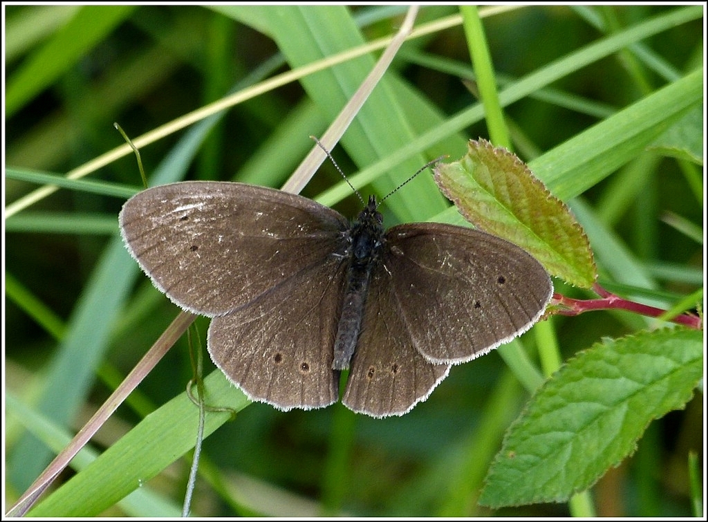 Der braune Waldvogel (Aphantopus hyperantus), auch Schornsteinfeger genannt, ist sehr selten mit geffneten Flgeln zu sehen. 07.07.2012 (Hans)