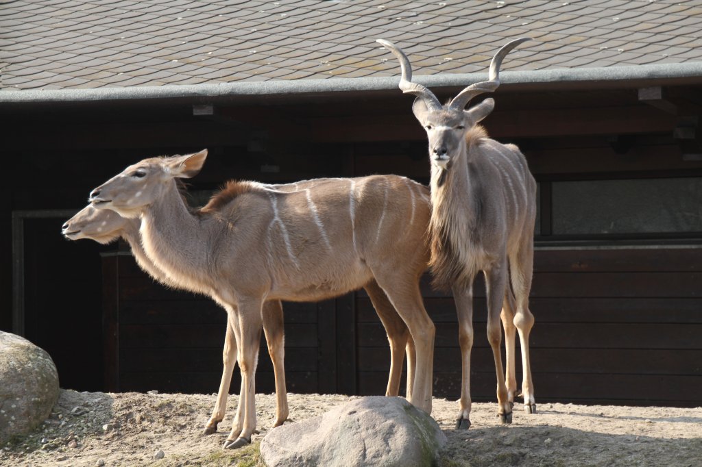 Der Bulle nimmt Witterung auf. Groe Kudus (Tragelaphus strepsiceros) am 11.3.2010 im Zoo Berlin.
