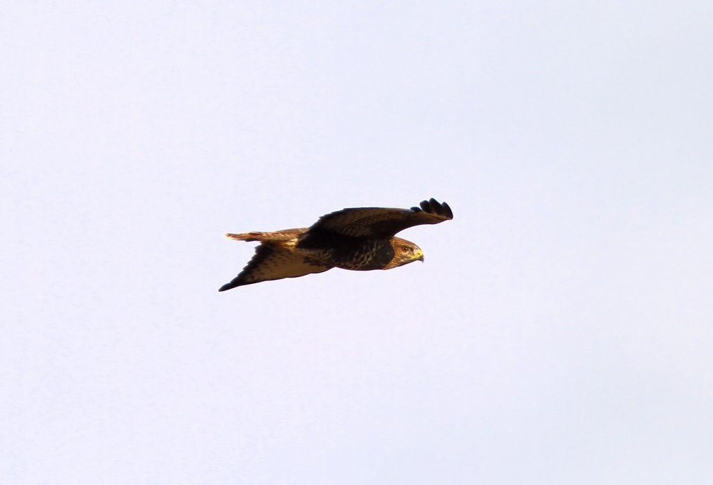 Der Bussard erschrak, als er mich sah, bei Kchersberg am 5.11.2011.