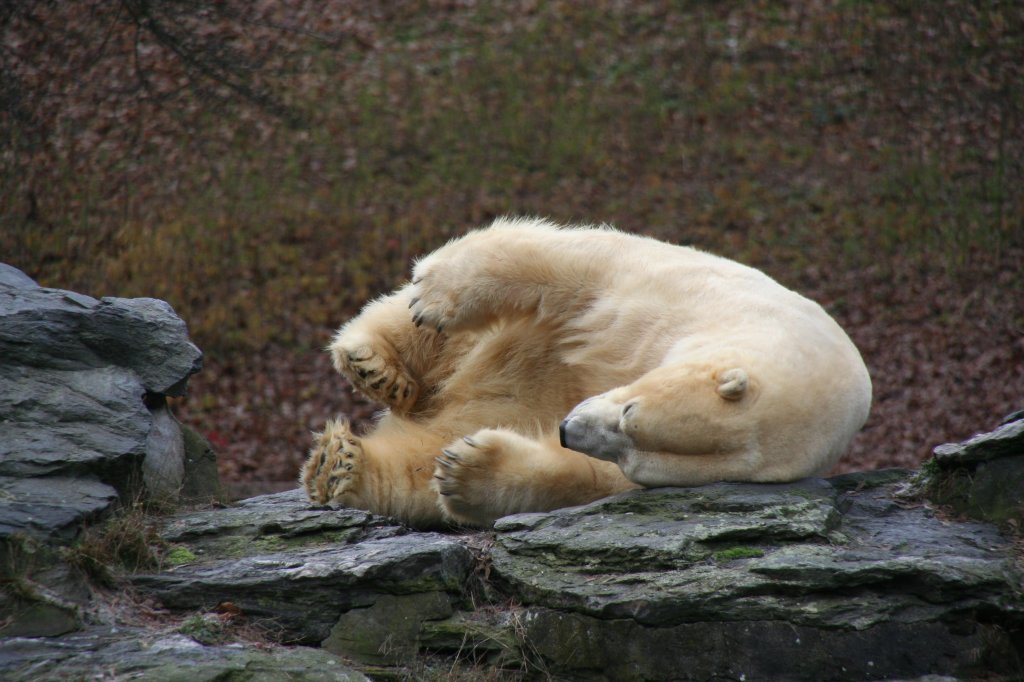 Der Eisbr sucht noch nach der bequemsten Einschlafposition. 13.12.2009 Tierpark Berlin.