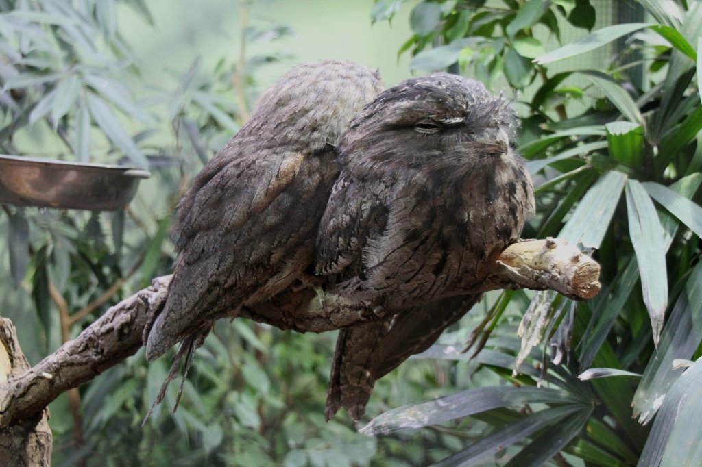 Der Eulenschwalm (Podargus strigoides) ist ein nachtaktiver Vogel, der in Australien und Tasmanien vorkommt.