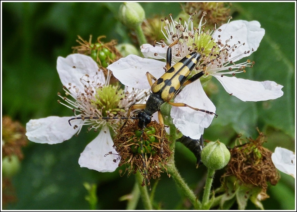 Der gefleckte Schmalbock (Rutpela maculata) sucht auf einer Blte nach Nektar.  20.07.2012  (Hans)