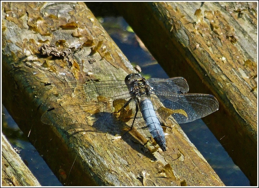 Der Groe Blaupfeil (Orthetrum cancellatum) ruht sich auf einer Sitzbank eines Ruderbootes aus. 25.07.2012  (Hans)