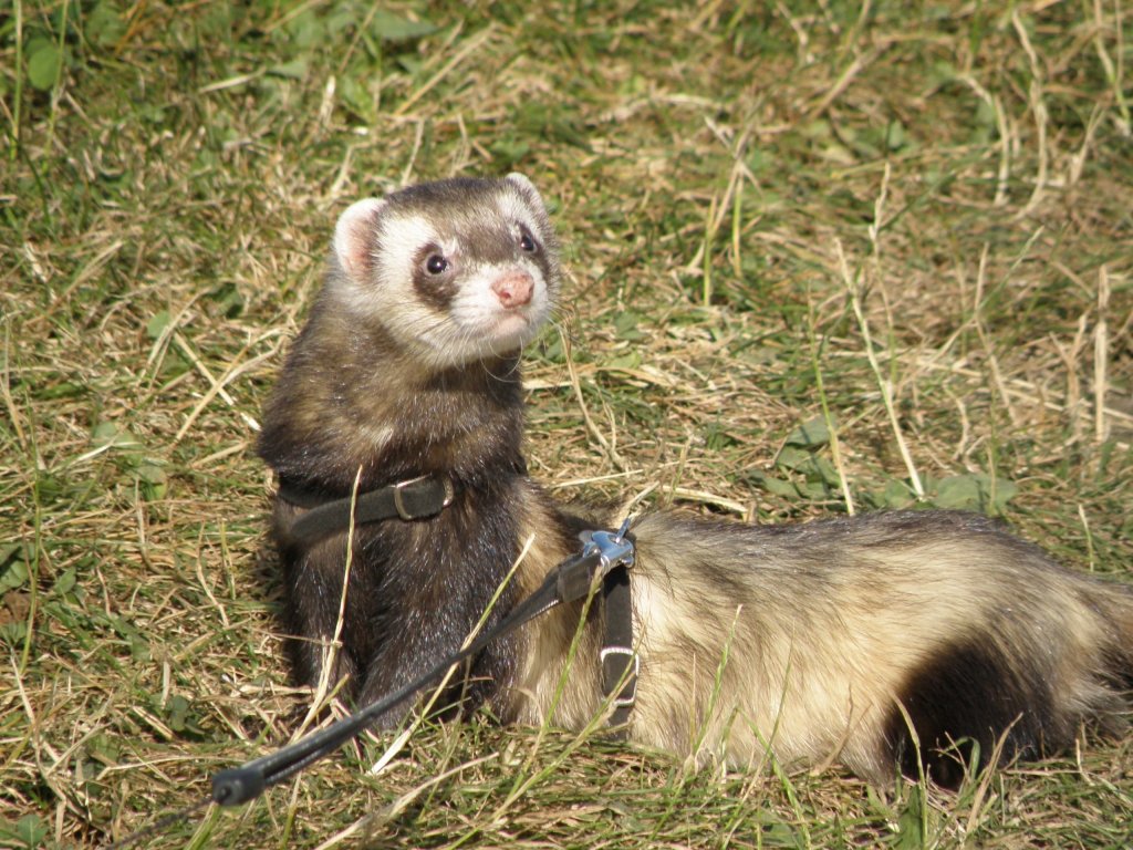 Der  groe  Monkey  im  Gras,  seehhrr  aufmerksam ,  Frettchen  sind  eben Raubtiere  !!!