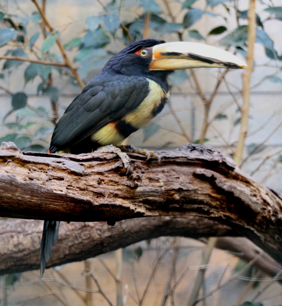 Der Halsbandarassari (Pteroglossus torquatus) ist ein in Mittelamerika beheimateter Tukan. Zoo Berlin am 25.2.2010.